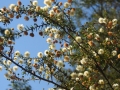 Acacia Ulicifolia