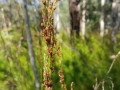 Baloskion Flower Buds