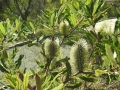Banksia Aemula