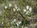 Epacris Microphylia