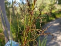 Immature Gahnia Flower Buds