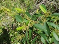 Immature Hop Bush Flower Buds