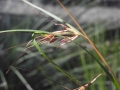 Themeda triandra