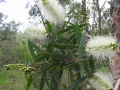 Melaleuca Quinquinervia