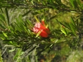 Lambertia formosa
