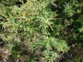 Leucopogon