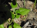 Tetragonia tetragonioides