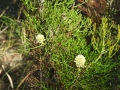 Petrophile Pulchella