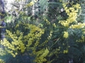 DSCN4513c