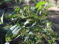DSCN4515c