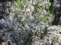 DSCN4516c