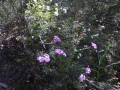 DSCN4533c
