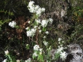 DSCN4534c