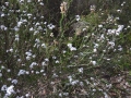 DSCN4536c