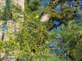 Acacia baileyana