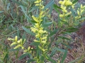 Acacia longifolia