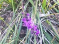 Hardenbergia violacea
