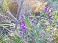 Hardenbergia violacea