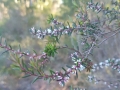 Leucopogon ericoides