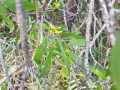 Persoonia levis flower buds