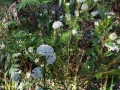 Pimelea linifolia