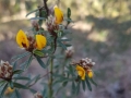Pultenaea myrtoides