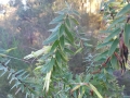 Styphelia viridis