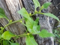 Tetragonia tetragonioides