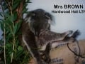 copy-of-koala-display-009-1000px