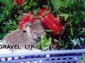 koala-display-001-1000px