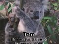 koala-display-002-1000px