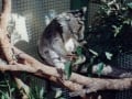 koala-display-006-1000px