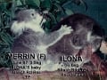koala-display-013-1000px