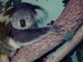 koala-display-018