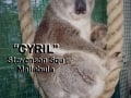 koala-display-020-1000px