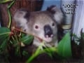koala-display-021-1000px
