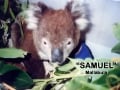 koala-display-023-1000px
