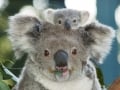 Koala Baby07RAM