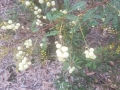 Acacia terminalis
