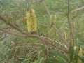 Banksia oblongifolia