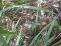 Commelina cyanea