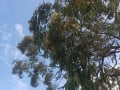 Corymbia gummifera