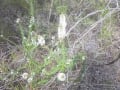 Epacris pulchella