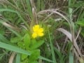 Hibbertia scandens