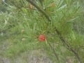 Lambertia formosa