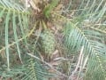 Macrozamia communis