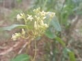 Parsonsia straminea