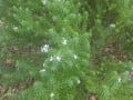 Westringia fruticosa