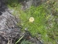 petrophile pulchella