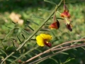 Bossiaea